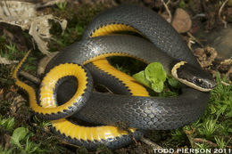 Image of Ring-necked Snake