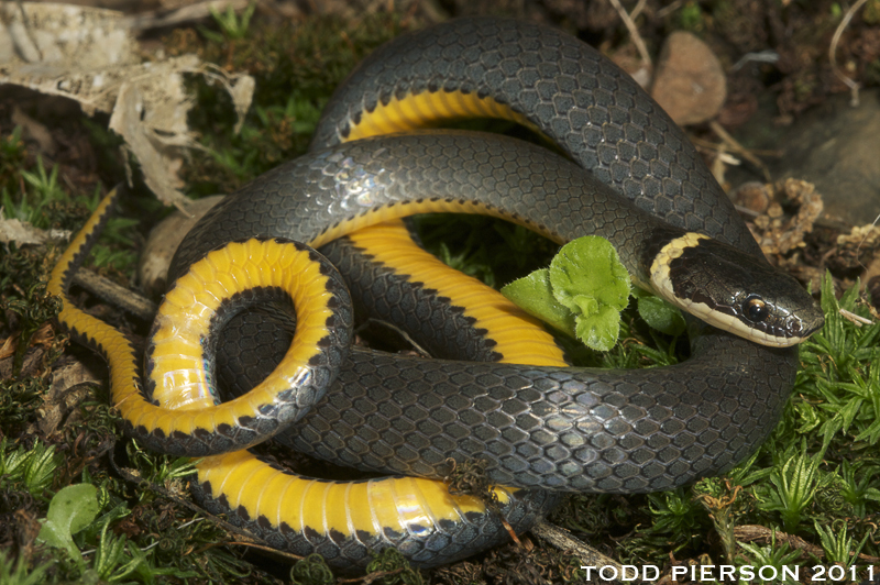 Image de Diadophis punctatus (Linnaeus 1766)