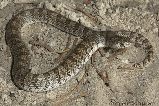 Image of Chihuahuan Hook-nosed Snake