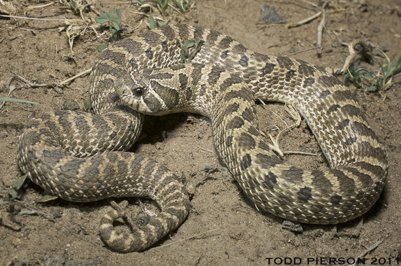 Hognose - Wikipedia