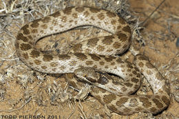 Image of Night Snake