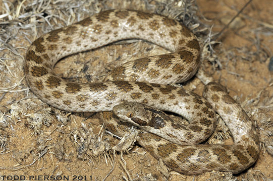 Image of Night Snake