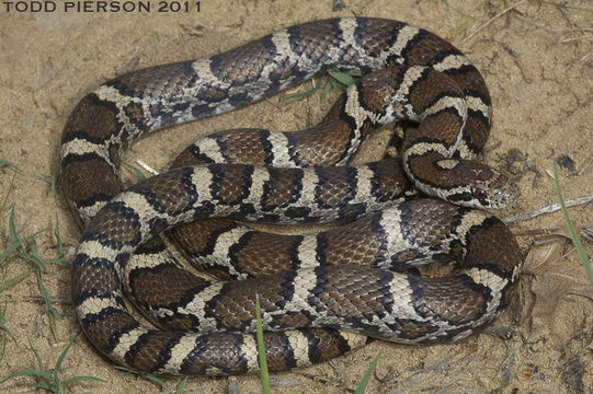 Image of <i>Lampropeltis <i>triangulum</i></i> triangulum