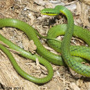 Image of Cloud Forest Parrot Snake