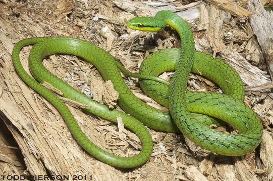 Leptophis modestus (Günther 1872) resmi