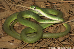 Image of Greensnake