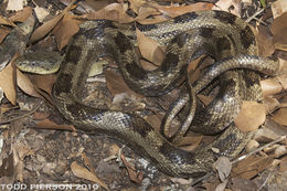 Pantherophis obsoletus (Say ex James 1823) resmi