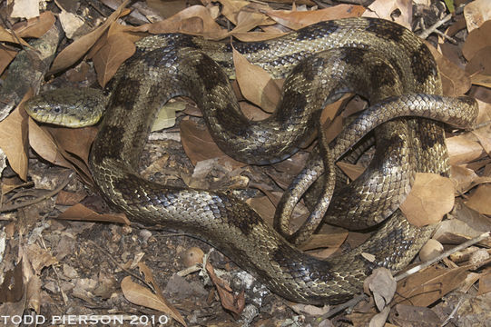 Image de Pantherophis obsoletus (Say ex James 1823)