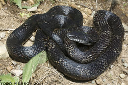 Pantherophis obsoletus (Say ex James 1823) resmi