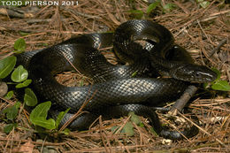 Pantherophis obsoletus (Say ex James 1823) resmi