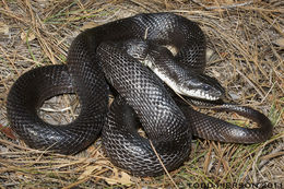 Pantherophis obsoletus (Say ex James 1823) resmi