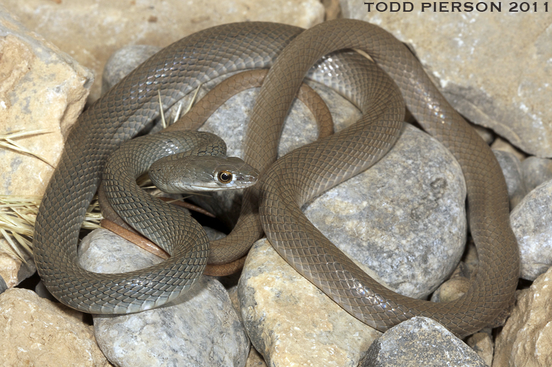 Image of Braid Snake