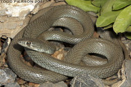 Image of Braid Snake