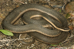 Image of Queen Snake