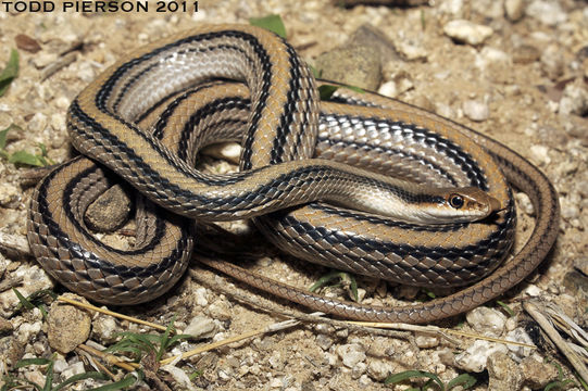 Image of Western Patch-nosed Snake