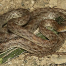 Image of Arabian Tiger Snake