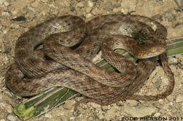 Image of Arabian Tiger Snake