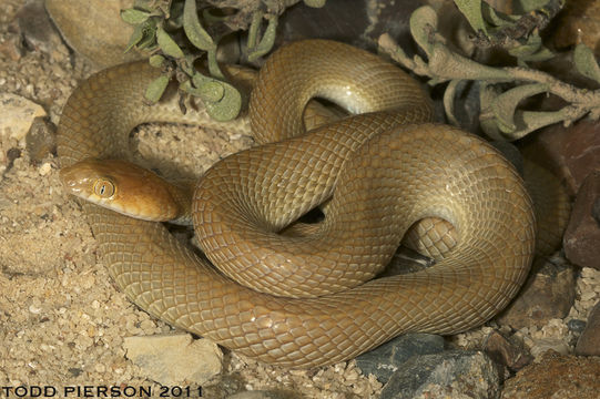 Image of Arabian Tiger Snake