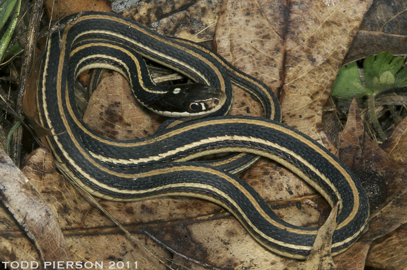 Image of Western Ribbon Snake