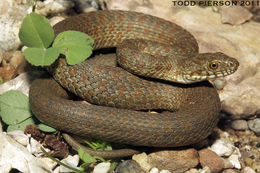 Image of Narrowhead Garter Snake