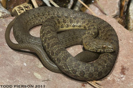 Image of Narrowhead Garter Snake