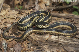 Image of Thamnophis sirtalis sirtalis (Linnaeus 1758)