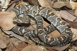 Image of Coastal Lyre Snake