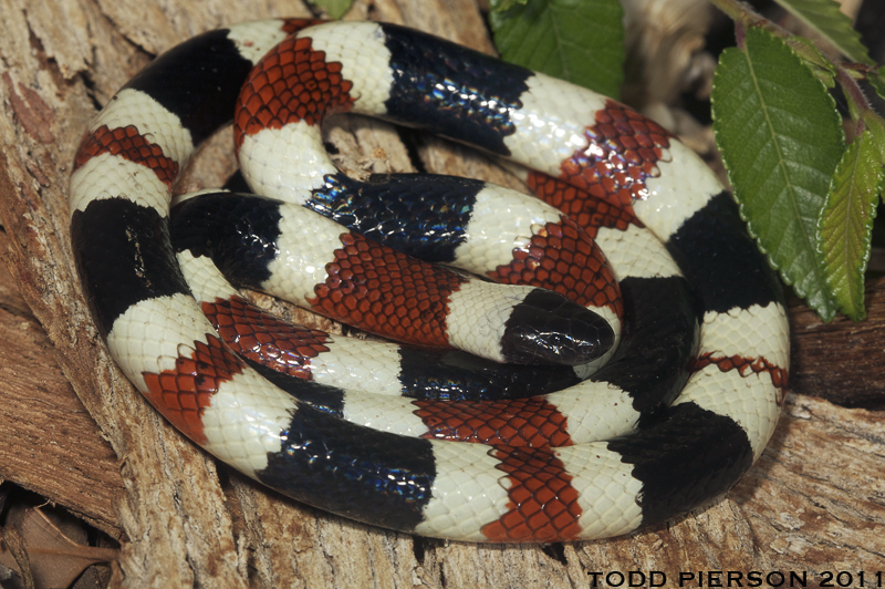 Image of Sonoran Coralsnake