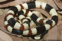 Image of Sonoran Coralsnake