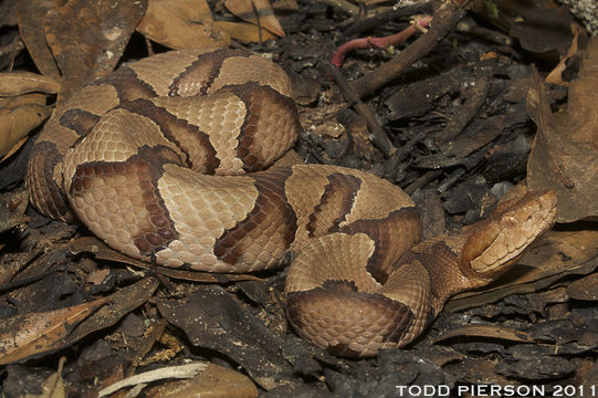 Agkistrodon contortrix contortrix (Linnaeus 1766) resmi