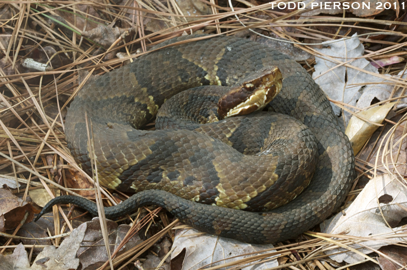 Agkistrodon piscivorus piscivorus (Lacépède 1789) resmi