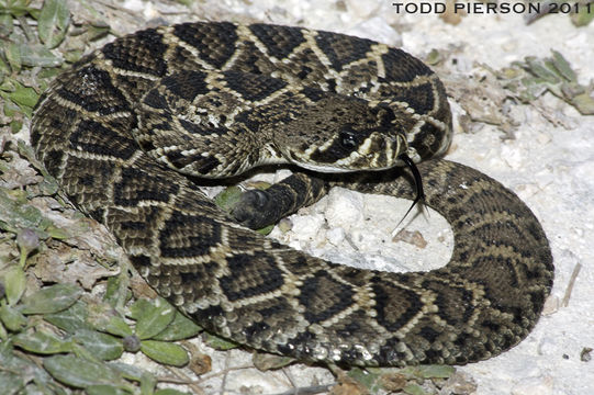 Imagem de Crotalus adamanteus Palisot de Beauvois 1799