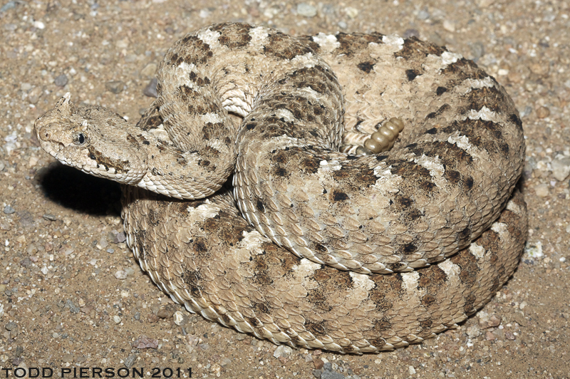 Image of Sidewinder Rattlesnake