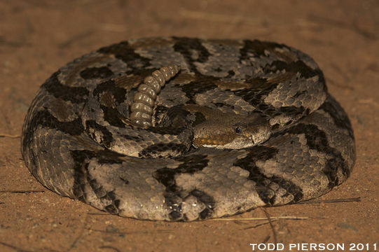 Image of Timber Rattlesnake