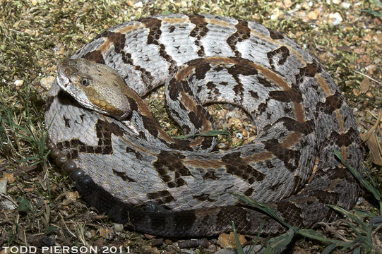 Imagem de Crotalus horridus Linnaeus 1758