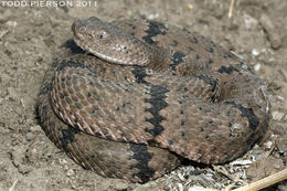 Crotalus lepidus klauberi Gloyd 1936 resmi