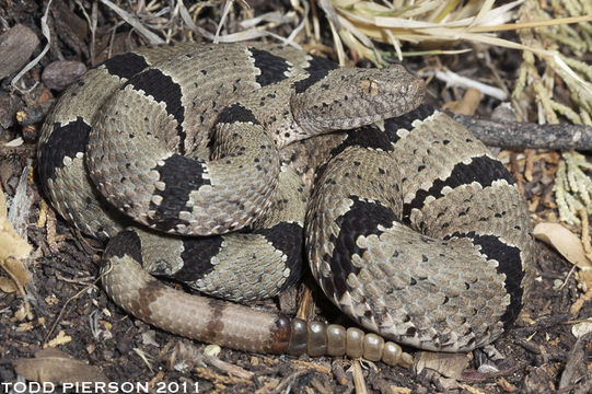 Image of Crotalus lepidus klauberi Gloyd 1936