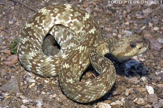 Image of Blacktail Rattlesnake