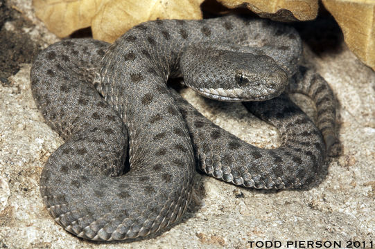 Image of Crotalus pricei pricei Van Denburgh 1895