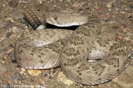 Image of Western Diamond-backed Rattlesnake