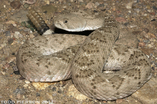 Image of Western Diamond-backed Rattlesnake