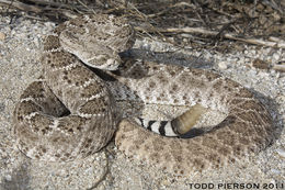 Image de Crotalus atrox Baird & Girard 1853