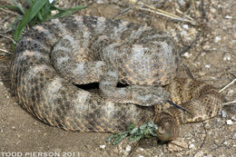 Image of Tiger Rattlesnake