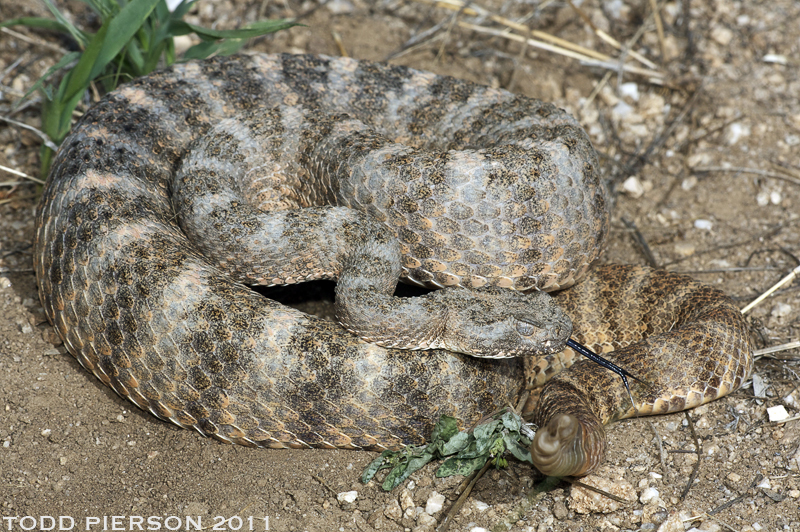 Image de Crotalus tigris Kennicott 1859