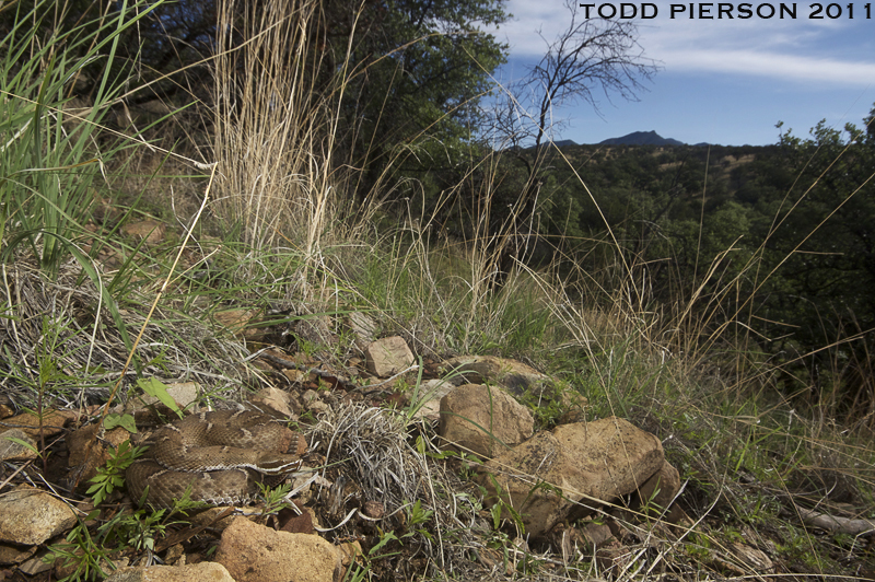 Image of Arizona ridge-nosed rattlesnake