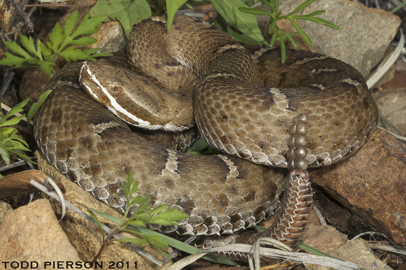 Image of Arizona ridge-nosed rattlesnake