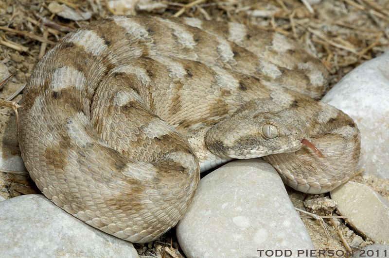 Image of Burton's Carpet Viper