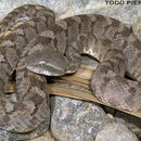 Image of Saw-scaled Vipers