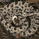 Image of Dusky Pigmy Rattlesnake