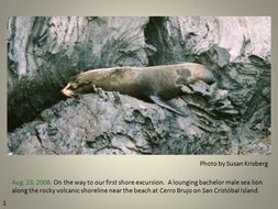 Image of Galapagos Sea Lion